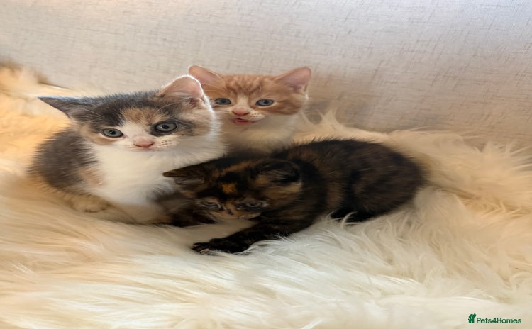 Mixed Breed cats - Advert 8