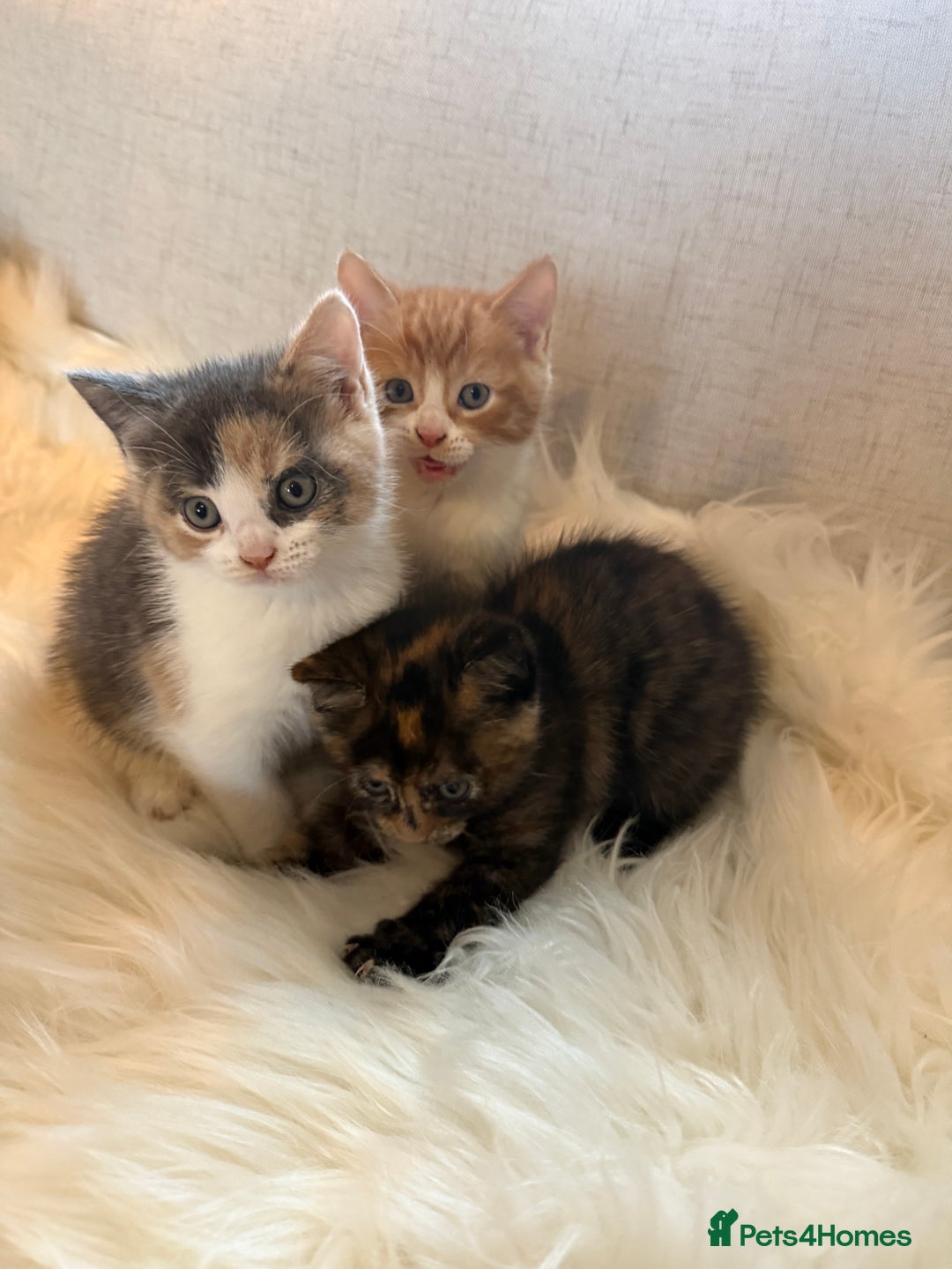 Mixed Breed cats for sale: Gorgeous kittens for sale  - Image 1