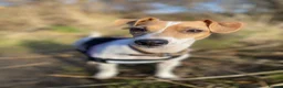Jack Russell dogs for sale: Beautiful Jack Russell Puppies for Sale 🐶 - Advert 17