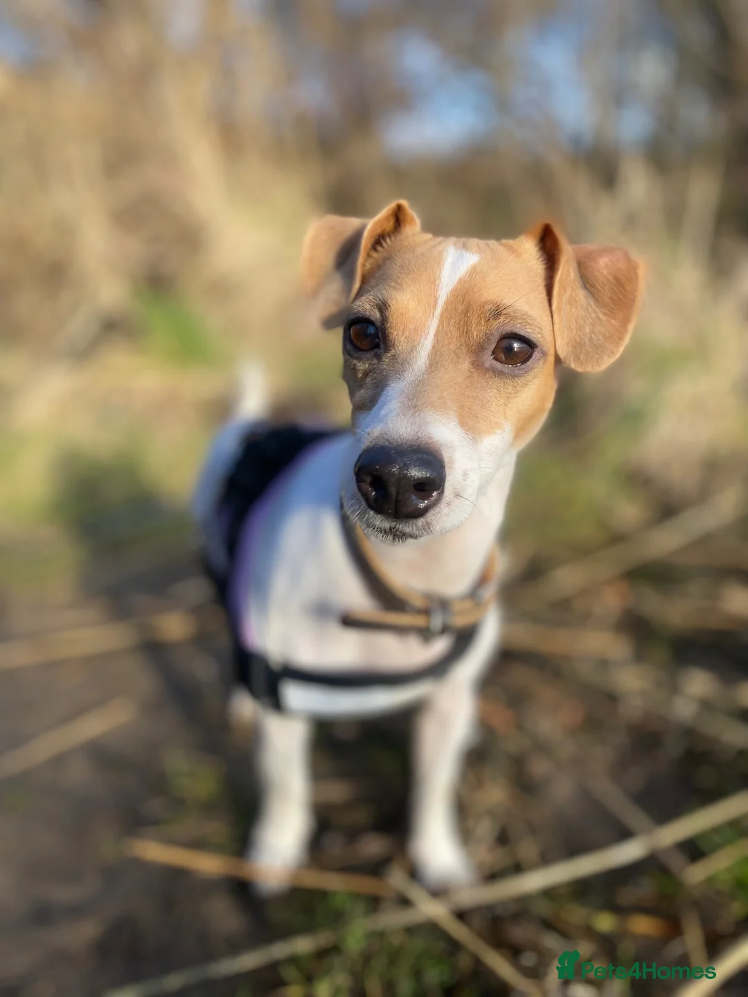 Jack Russell dogs for sale: Beautiful Jack Russell Puppies for Sale 🐶 - Advert 17