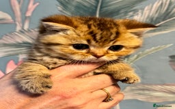 British Shorthair cats for sale: Stunning Golden kittens  - Image 5