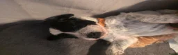 Cockapoo dogs for sale: Beautiful Cockapoo Puppies (5 Boys, 1 Girl) in Doncaster - Advert 23