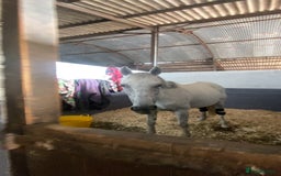 Irish Thoroughbred horses for sale: Irish thoroughbred  - Image 3