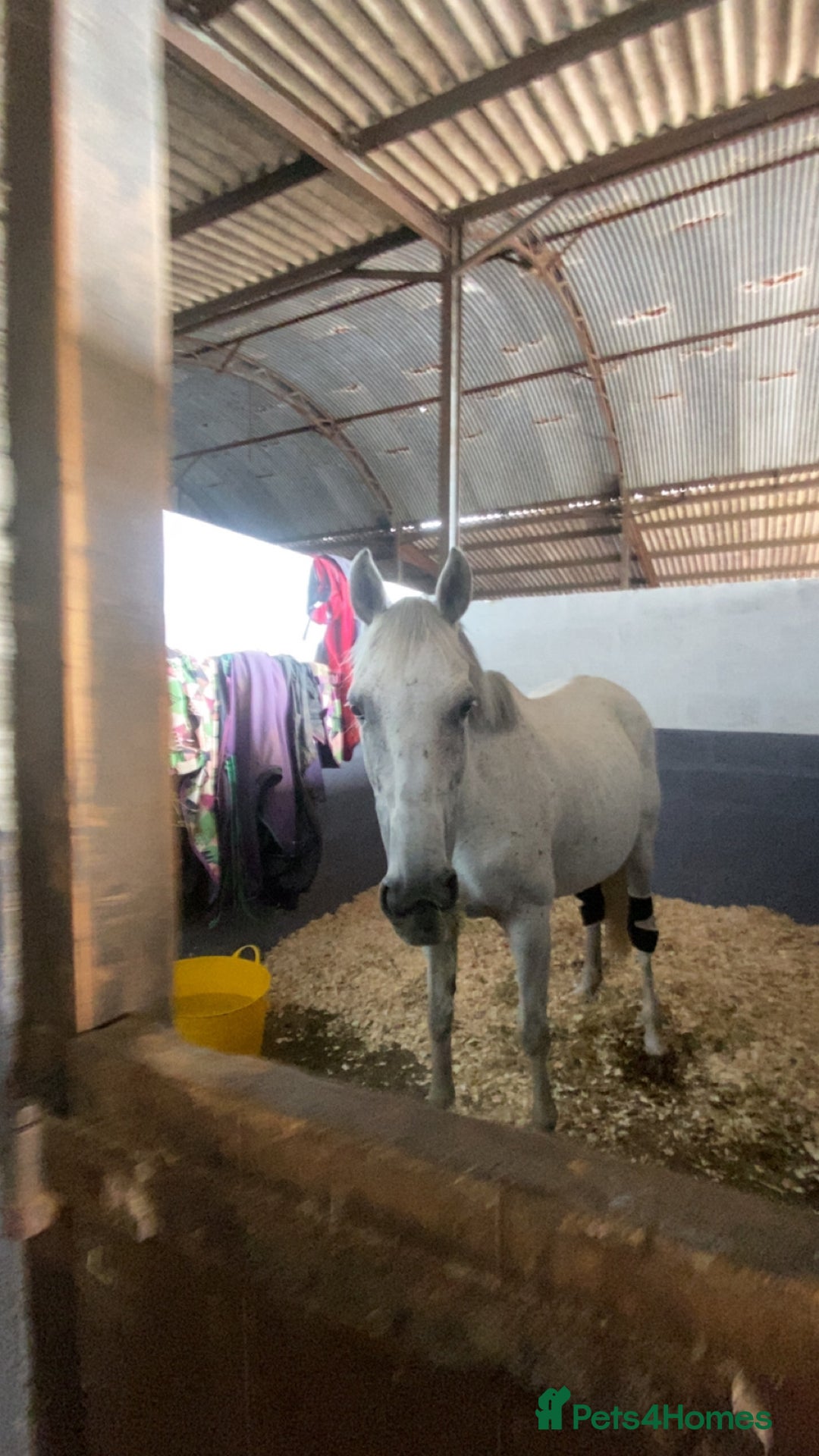 Irish Thoroughbred horses for sale: Irish thoroughbred  - Image 3