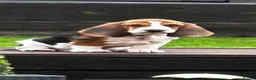 Basset Hound dogs for sale: Basset Hound Puppies - Advert 10