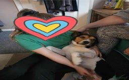 Beagle dogs for adoption: Cooper is in Hampshire & waiting for his family  - Advert 3