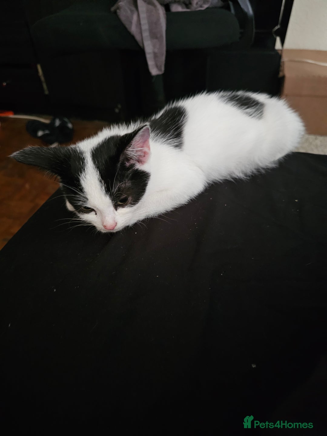 Mixed Breed cats for sale: Chocolate chip and Oreo in Enfield - Image 10
