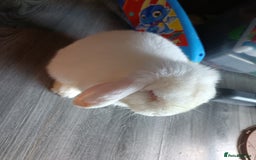 Mini Lion Lop rabbits for sale: Lop rabbit  - Image 2