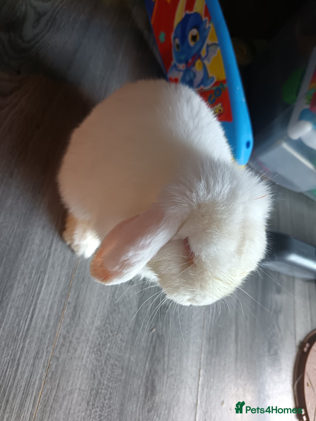 Mini Lion Lop rabbits for sale: Lop rabbit  - Image 2