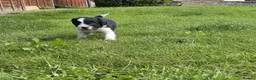 Mixed Breed dogs for sale: Sprollies  - Advert 12