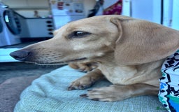 Miniature Dachshund dogs for sale: Beautiful KC Reg Miniature Dachshund Puppies - Image 28