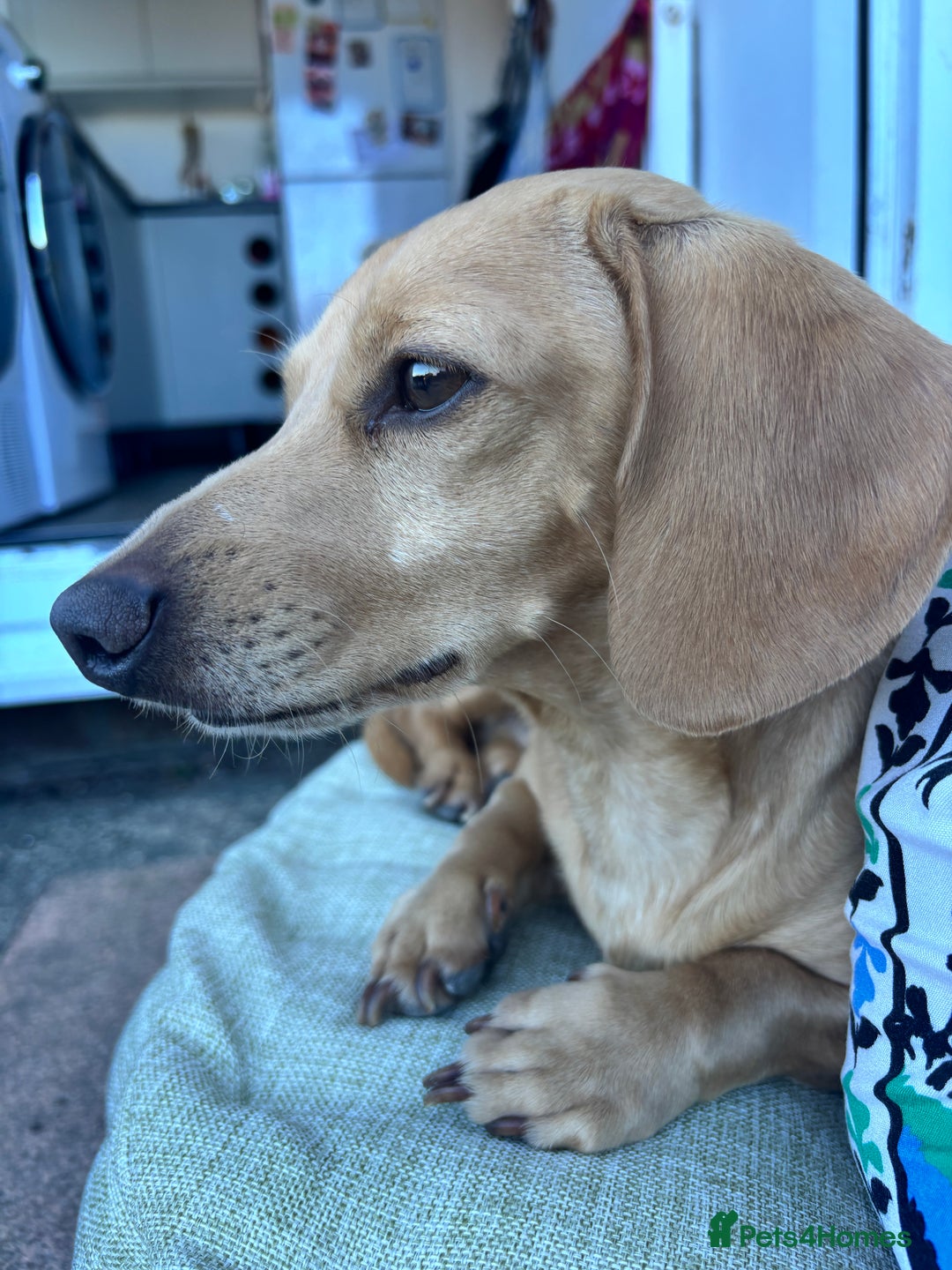 Miniature Dachshund dogs for sale: Beautiful KC Reg Miniature Dachshund Puppies - Image 28