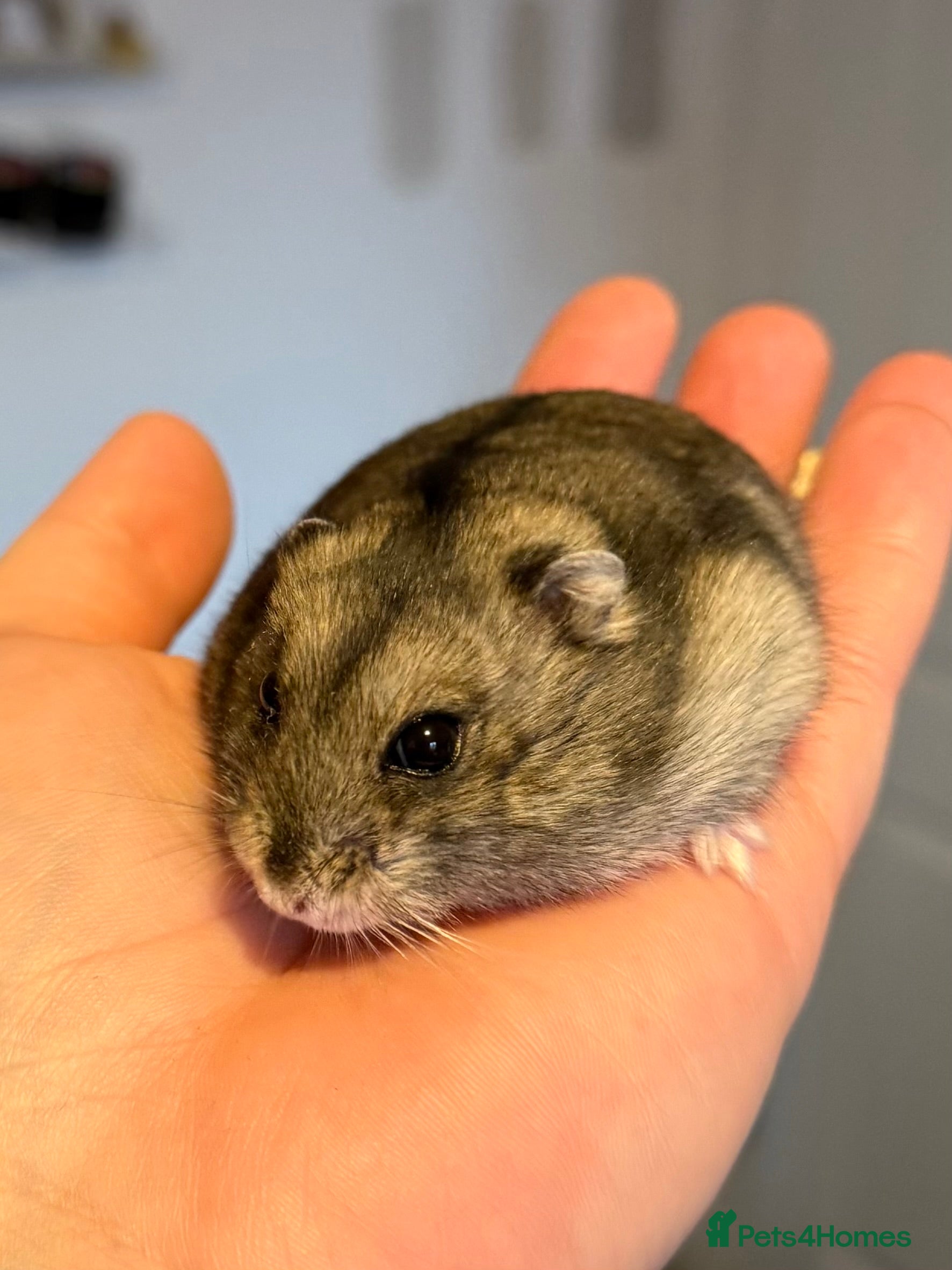 Hamster rodents Lovely male dwarf hamster  - Advert 1