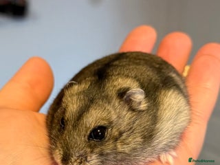 Hamster rodents Lovely male dwarf hamster - Advert 1