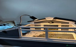 Hermann Tortoise reptiles for sale: Male Hermann Tortoise for sale(Enclosure included) - Advert 6