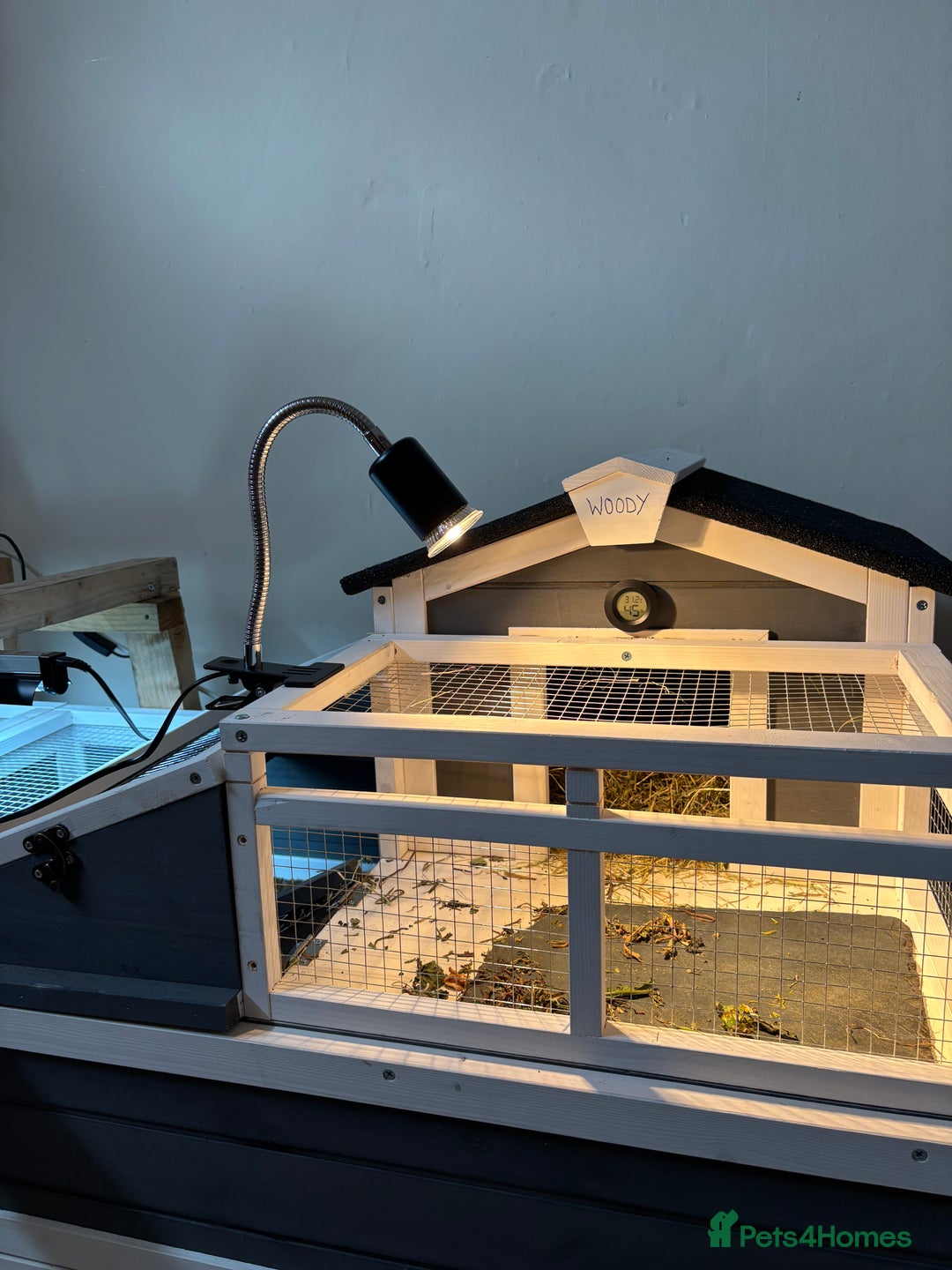 Hermann Tortoise reptiles for sale: Male Hermann Tortoise for sale(Enclosure included) - Advert 6