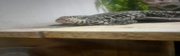 Lizard reptiles for sale: Black and white tegu for sale  - Advert 4