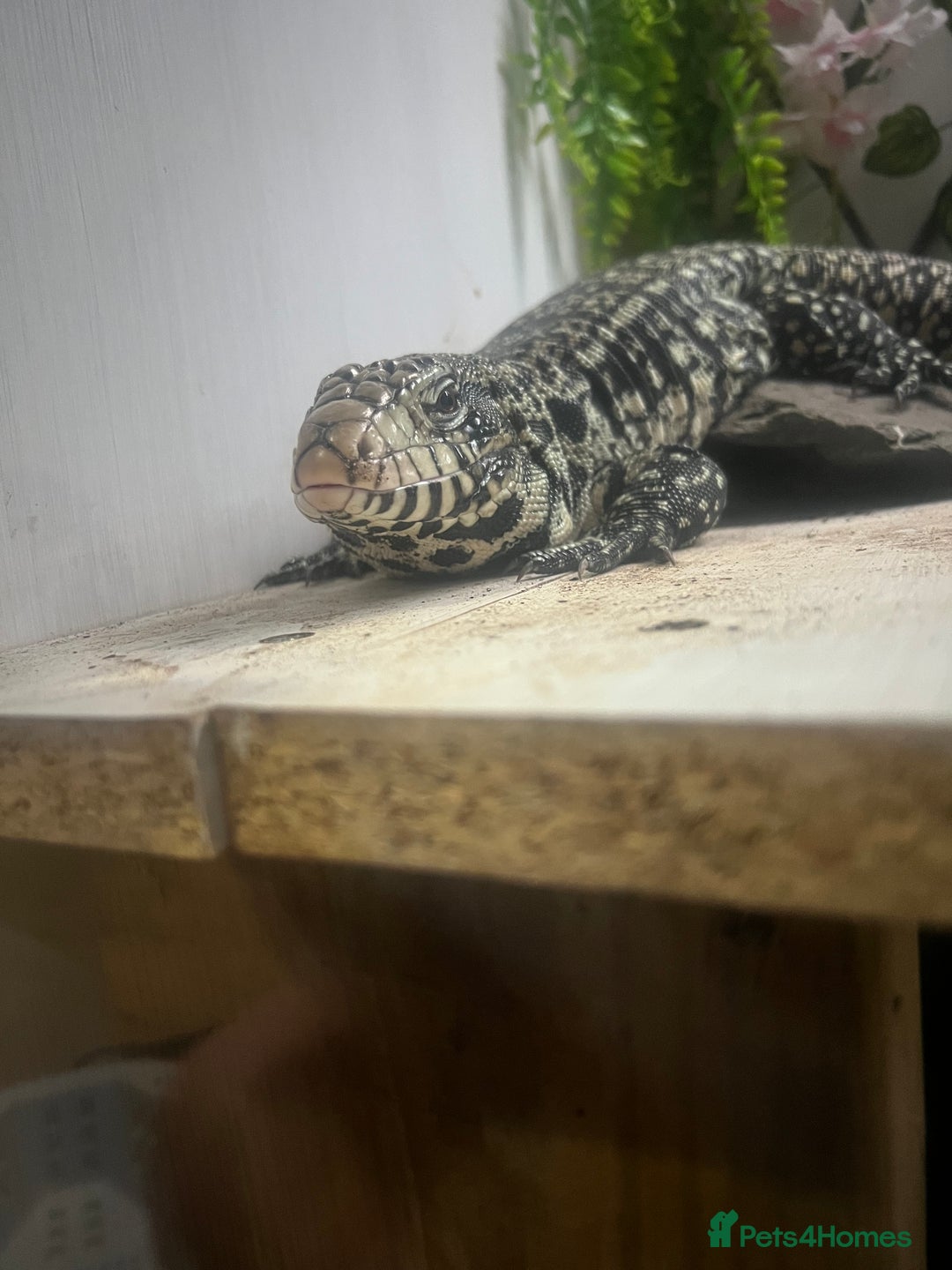 Lizard reptiles for sale: Black and white tegu for sale  - Advert 4