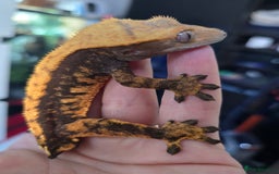Gecko reptiles for sale: Crested geckos  - Image 9