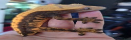 Gecko reptiles for sale: Crested geckos  - Advert 2