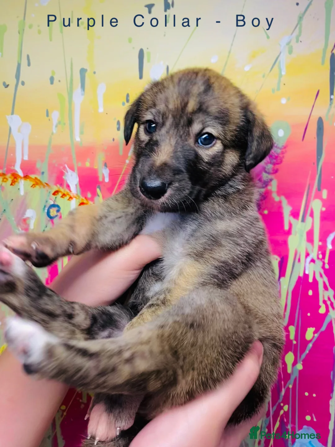 Lurcher dogs for sale: 6 Stunning Lurcher Pups Available 23rd March - Advert 26