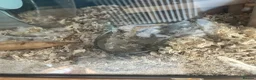 Hamster rodents for sale: Mochi  in Worthing - Advert 7
