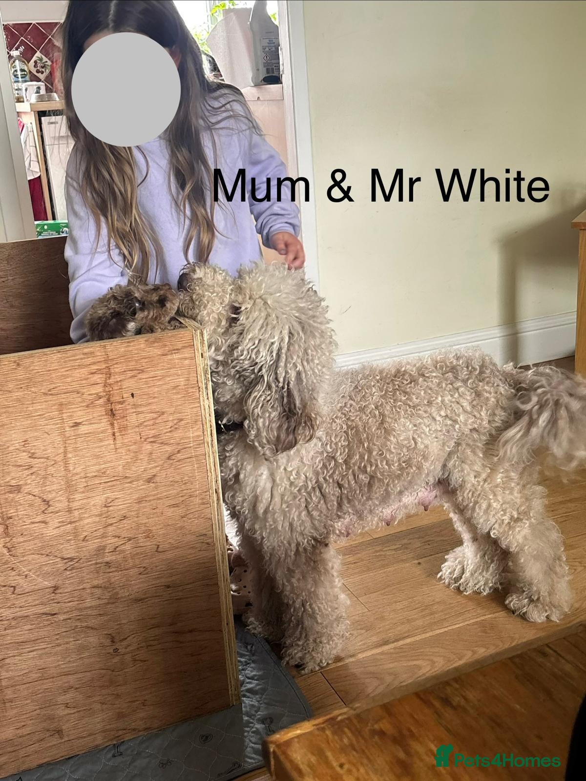 Mixed Breed dogs for sale: Moyen/Miniature Poodle in Gorebridge - Advert 12