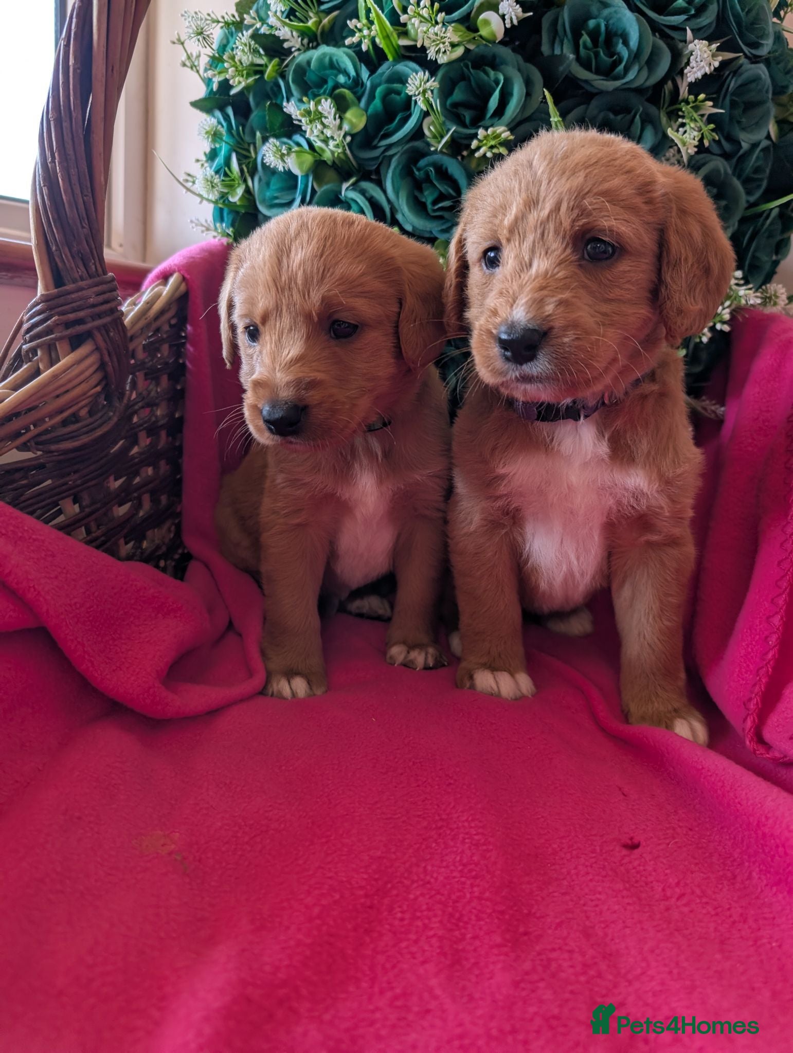 Australian Labradoodle dogs Stunning Red Australian Labradoodle puppies  - Advert 2