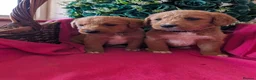 Australian Labradoodle dogs for sale: Stunning Red Australian Labradoodle puppies  - Advert 2