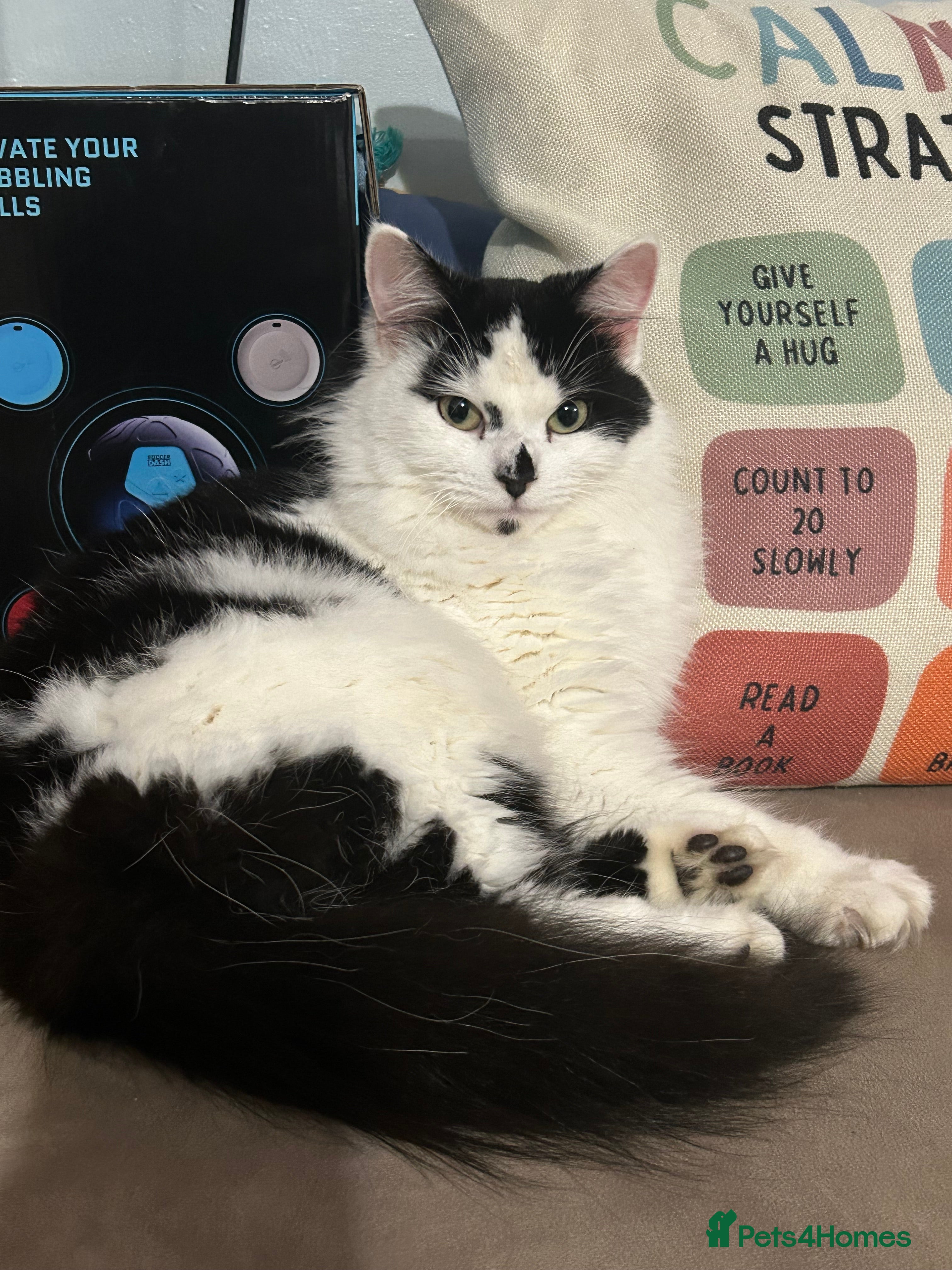 Mixed Breed cats 1 year old beautiful lady - Advert 1