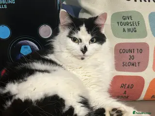 Mixed Breed cats 1 year old beautiful lady - Advert 13