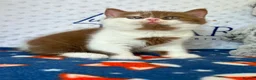 British Shorthair cats for sale: GCCF BSH kittens- championship lines - Advert 4
