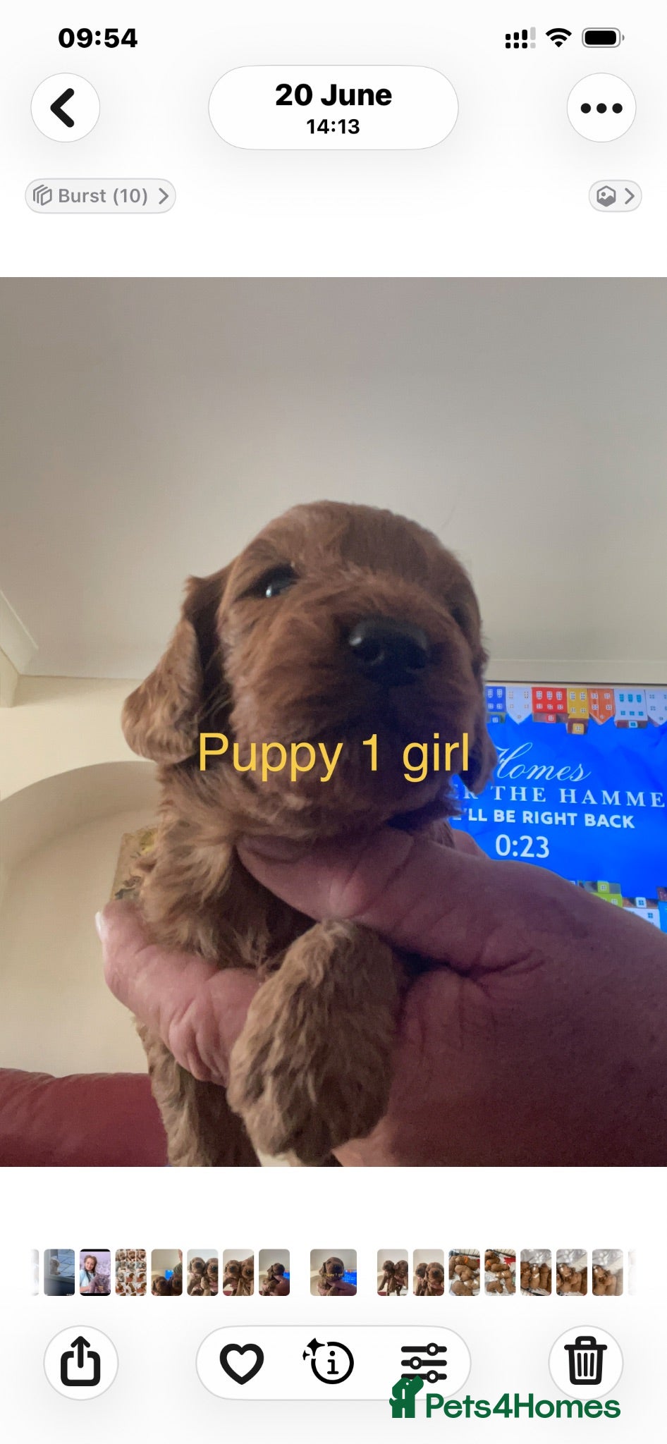 Cockapoo dogs Cockapoo puppies reds boy an girls  - Advert 2
