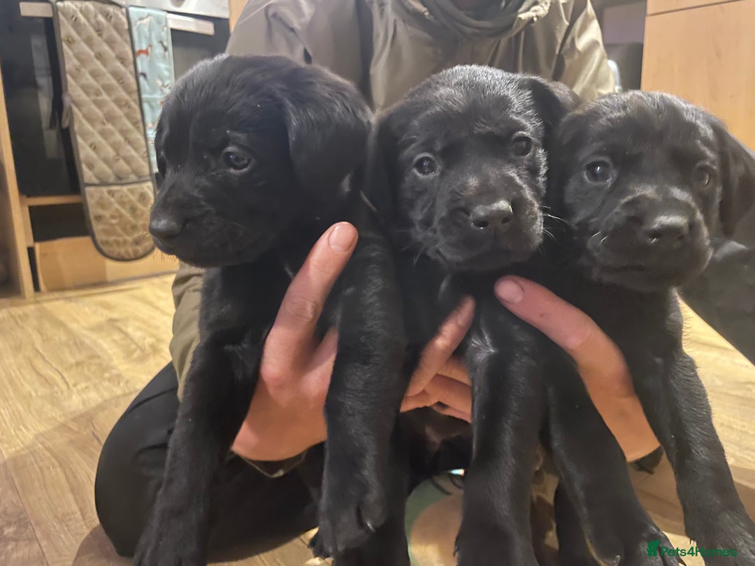 Springador dogs for sale: Springador pups - Image 1