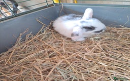 Mini Lop rabbits for sale: 3 lovely mini lop ear bunnies - Image 7