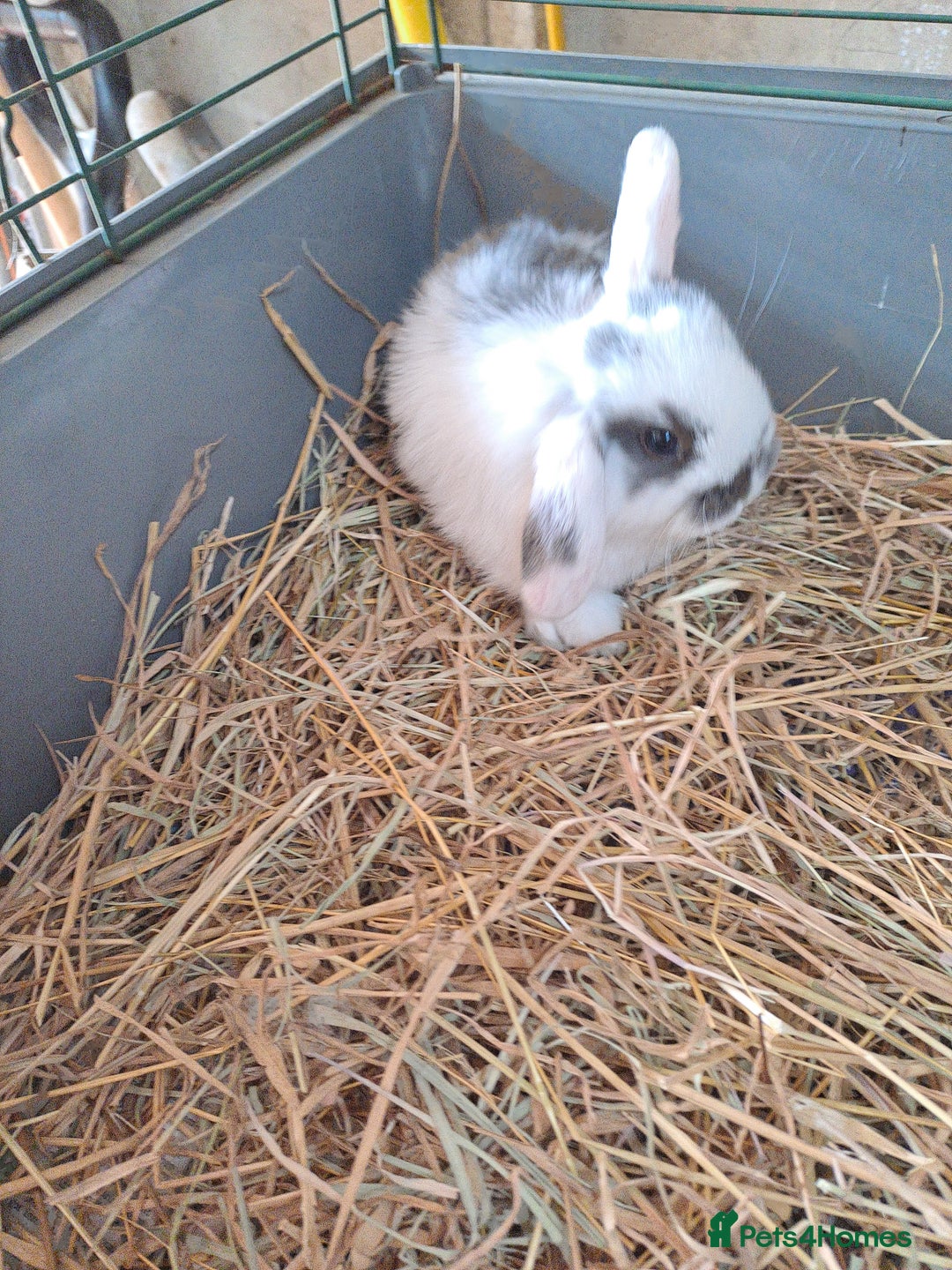 Mini Lop rabbits for sale: 3 lovely mini lop ear bunnies - Image 7