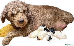 Mixed Breed dogs for sale: Lagotto Romagnolo X Bishon Frise - Image 7