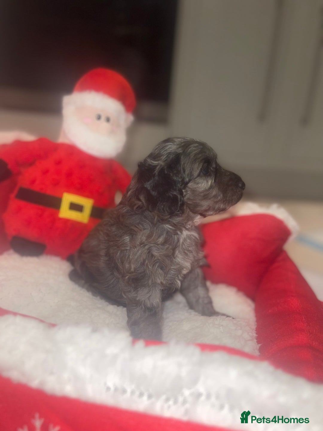 Cockapoo dogs for sale: Cockerpoo FB1 ready to leave  **  Eve  - Advert 18