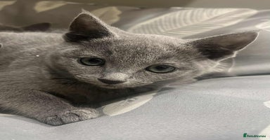 Russian Blue cats Stunning GCCF Russian Blue Kittens  - Advert 4