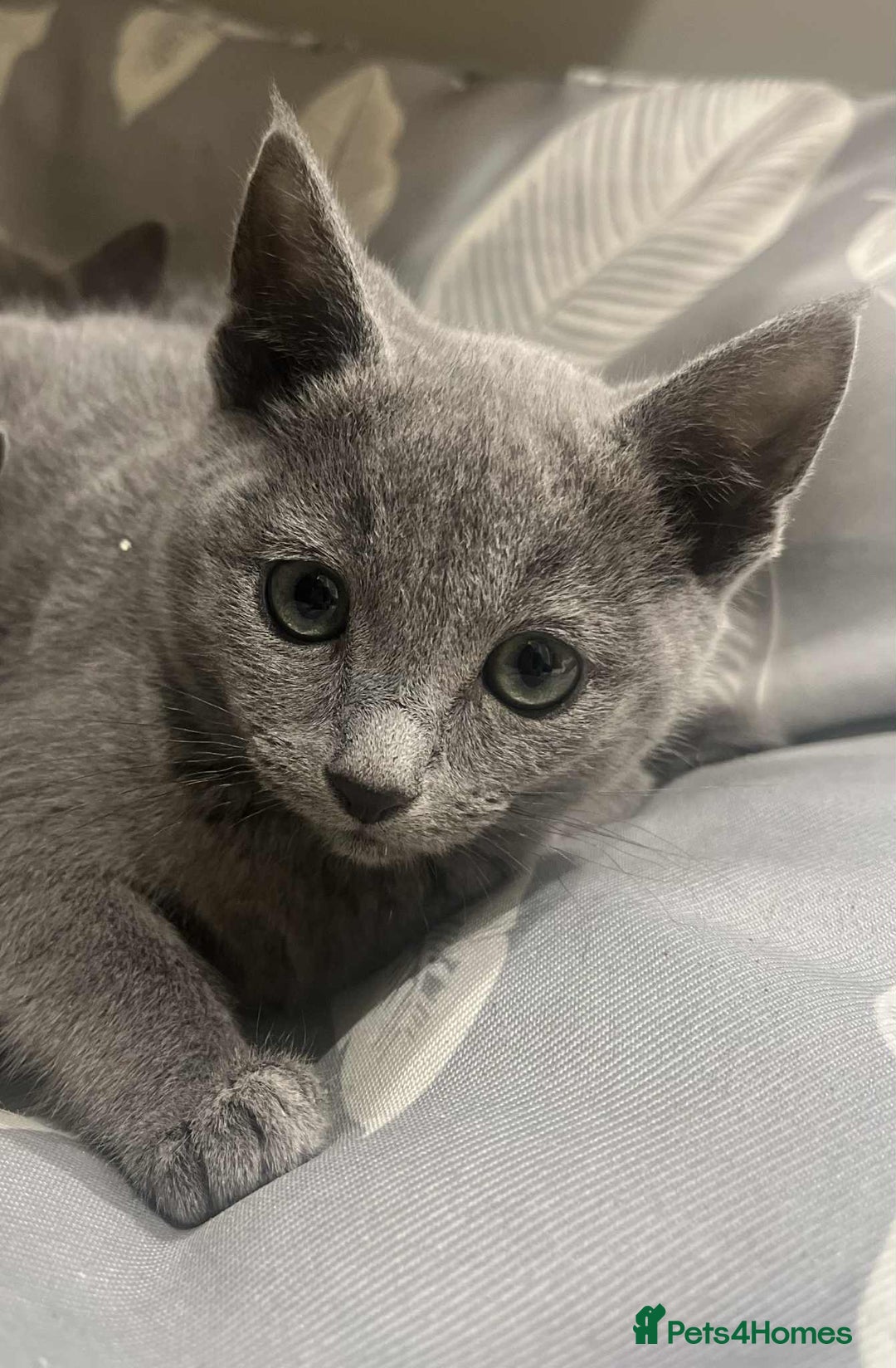 Russian Blue cats for sale: Stunning GCCF Russian Blue Kittens  - Advert 3