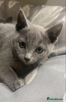 Russian Blue cats Stunning GCCF Russian Blue Kittens - Advert 4