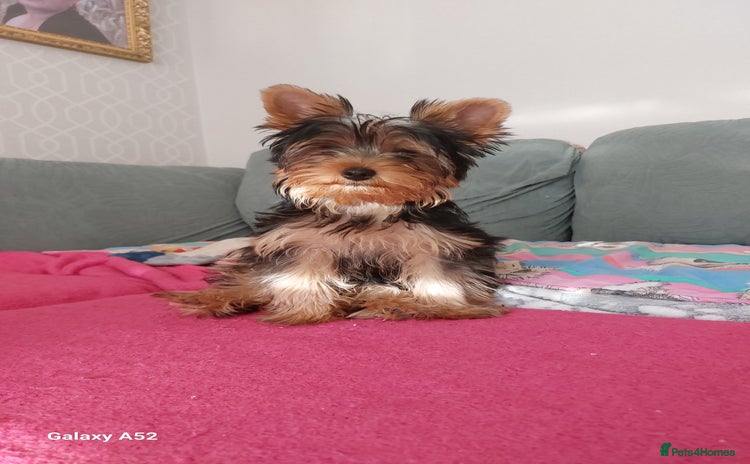 Yorkshire Terrier dogs in Wellingborough - Advert 13
