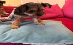 Yorkshire Terrier dogs for sale: Yorkshire Terrier Pups - Image 5