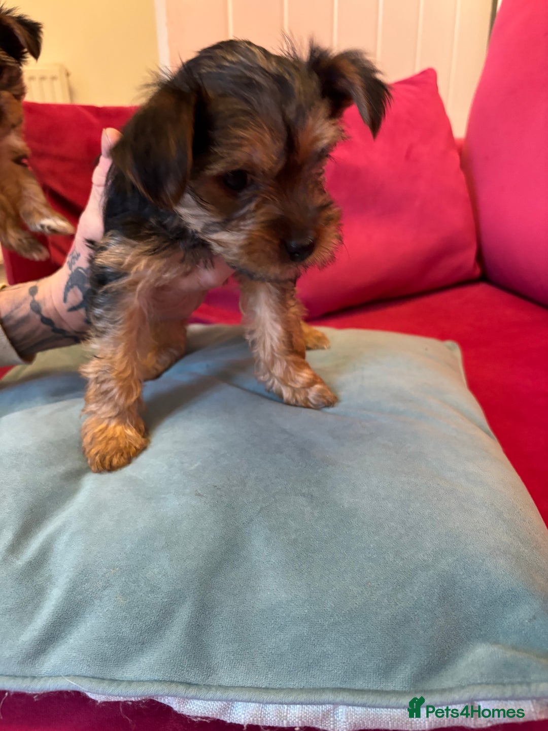 Yorkshire Terrier dogs for sale: Yorkshire Terrier Pups - Image 5