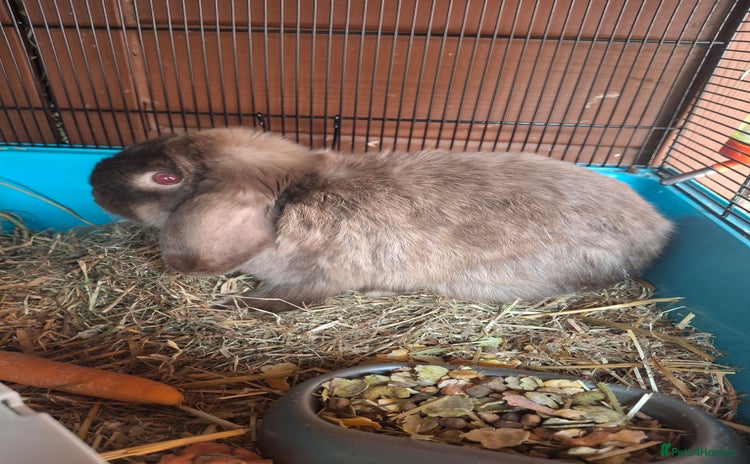 French Lop rabbits - Advert 2