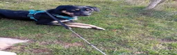 Border Collie dogs for sale: New home - Advert 4
