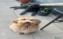 Mixed Breed dogs for sale: Tibetan Doodle Puppies 2 Boys 1 Girl - Image 1