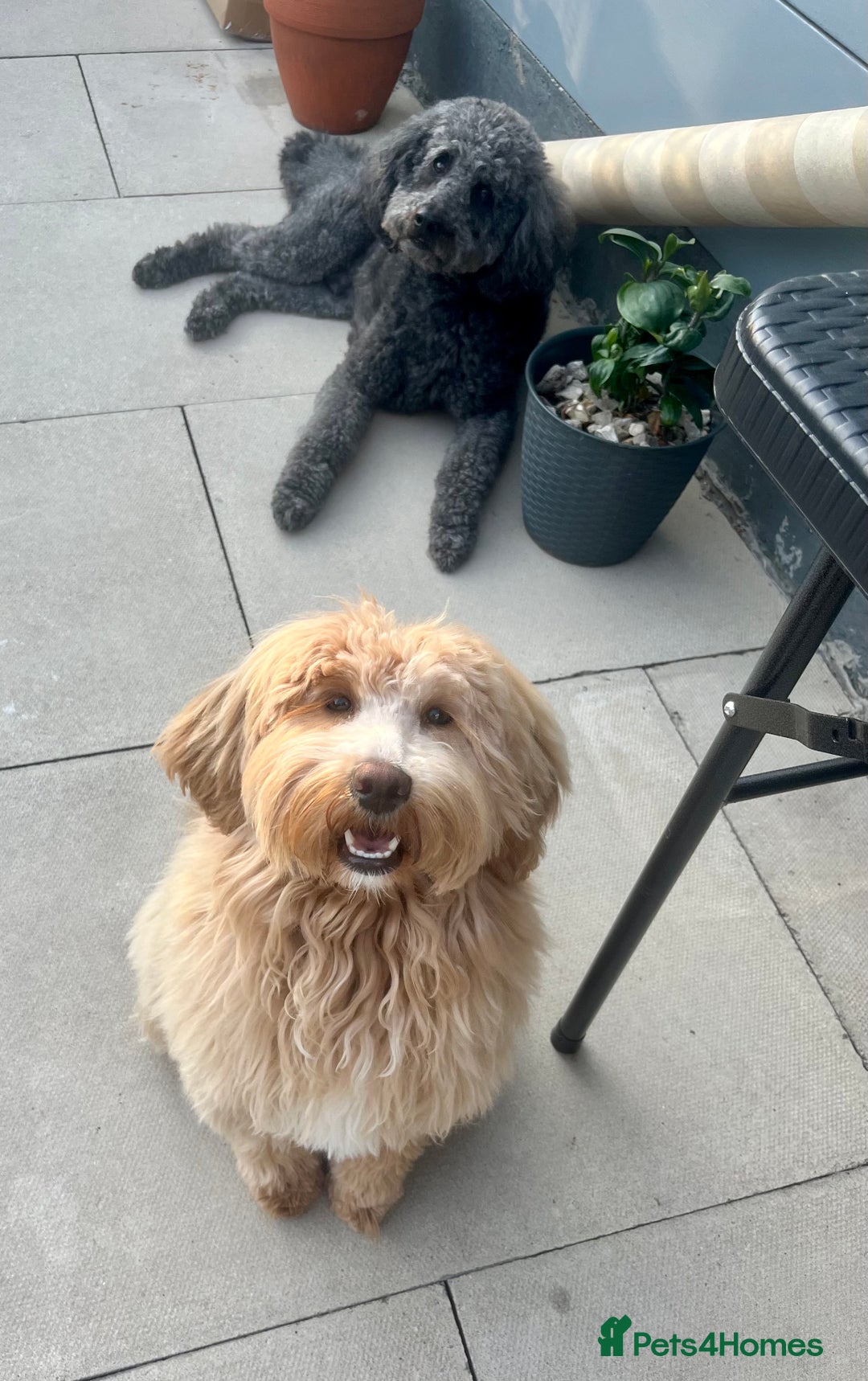 Mixed Breed dogs for sale: Tibetan Doodle Puppies 2 Boys 1 Girl - Image 1