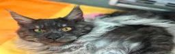 Ragdoll cats for sale: Mainecoon and ragdoll  - Advert 8