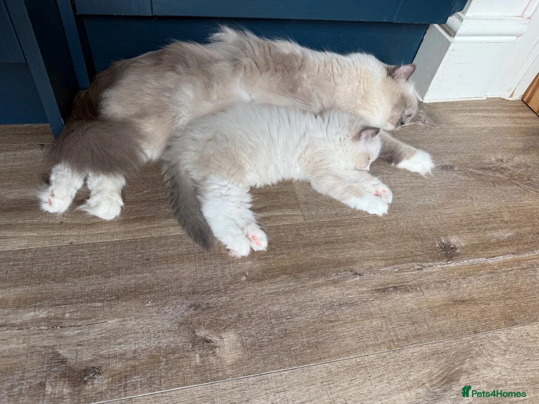 Ragdoll cats for sale: Beautiful ragdoll female  - Advert 7